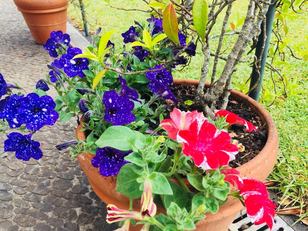 Quinta Das Faias Camacha  Exteriér fotografie