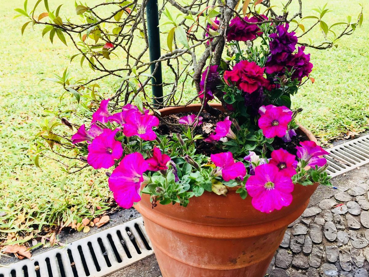Quinta Das Faias Camacha  Exteriér fotografie